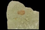 Ordovician Trilobite (Euloma) - Zagora, Morocco #120147-1